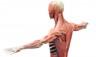 Kas Dokunun İlginç Özelliği: Viskoelastisite