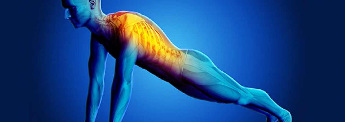 Vücudun Merkez Direği: Omurga