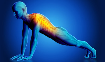 Vücudun Merkez Direği: Omurga